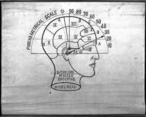 Numeral Prints: Phrenology: the human and animal brain