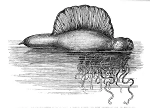 Inflated Prints: Physalia, or Portuguese Man-of-War