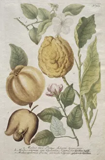 Phytanthoza iconographia: No. 703. Creator: Johann Wilhelm Weinmann (German); Bartholomaus