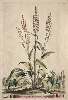 Hand Coloured With Watercolour Prints: Phytographia Curiosa: Acetosa Vulgaris sive Rumex Canpferinus
