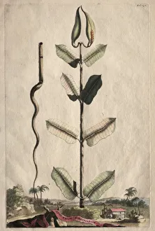 Phytographia Curiosa: Apocynum Virginianum. Creator: Abraham Munting (Dutch, 1626-1683)