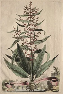 Hand Coloured With Watercolour Prints: Phytographia Curiosa: Britannica Antiquorum Vera