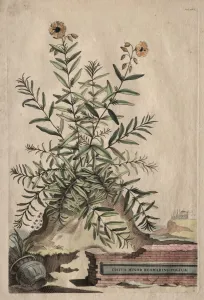 Phytographia Curiosa: Cistus Minor Rosmarini-Folius. Creator: Abraham Munting (Dutch, 1626-1683)