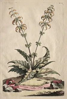 Phytographia Curiosa: Horminum Indicum Majus. Creator: Abraham Munting (Dutch, 1626-1683)