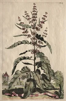 Hand Coloured With Watercolour Prints: Phytographia Curiosa: Lapathum Longifolium Crispum