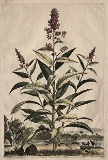 Hand Coloured With Watercolour Prints: Phytographia Curiosa: Spiraea Theophrasti. Creator: Abraham Munting (Dutch, 1626-1683)