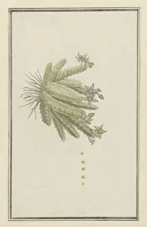 Succulent Prints: Piaranthus geminatus (Masson) N.E. Br.(Milkweed), 1777-1786. Creator: Robert Jacob Gordon
