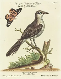 Seeligmann Johann Michael Prints: Pica grisea Brasiliensis. Creator: Johann Michael Seligmann
