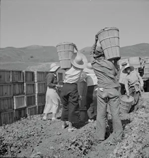 Peas Prints: Picker carrying peas to the weighmaster