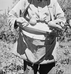 Pear Prints: Picker demonstrates how pears are ringed