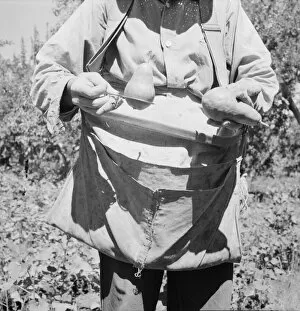 Demonstration Collection: Picker demonstrates how pears are ringed, Yakima Valley, Washington, 1939. Creator: Dorothea Lange