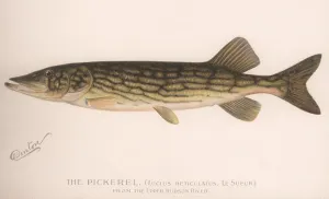 The Pickerel (Lucius Reticulatus. Le Sueur), c. 1920s