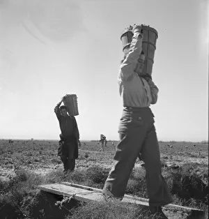 Pickers coming into the weigh master, pea field near Calipatria, California, 1939. Creator: Dorothea Lange