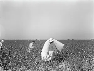 Sacks Prints: Pickers in cotton field, Southern San Joaquin Valley