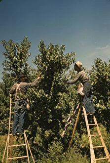 Pickers in a peach orchard, Delta County, Colo., 1940. Creator: Russell Lee