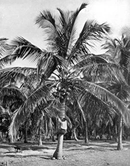 Coconut Gallery: Picking coconuts, Jamaica, c1905. Artist: Adolphe Duperly & Son