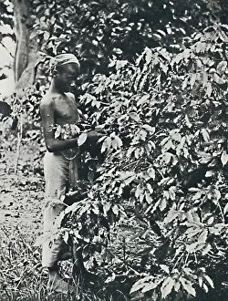 Coffee Plantation Collection: Picking Coffee, 1916