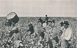 Cotton Field Gallery: Picking Cotton, 1916. Artist: Underwood & Underwood