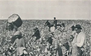 Cotton Prints: Picking Cotton, 1916. Artist: Underwood & Underwood