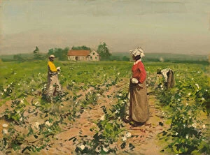 Cotton Field Gallery: Picking Cotton, c. 1890. Creator: William Gilbert Gaul