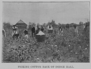 Picking cotton back of Dodge Hall, 1903. Creator: Unknown