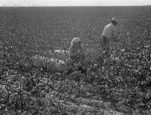 Sacks Prints: Picking cotton, San Joaquin Valley, California, 1936. Creator: Dorothea Lange