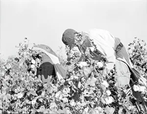 Sacks Prints: Picking cotton, San Joaquin Valley, California, 1936. Creator: Dorothea Lange