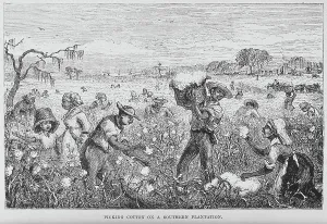 Vizetelly Company Prints: Picking cotton on a southern plantation, 1882. Creator: Unknown