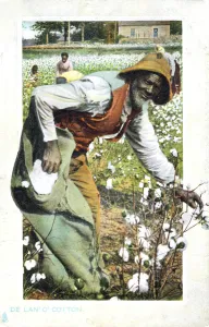 Cotton Field Gallery: Picking cotton, USA, postcard, c1900