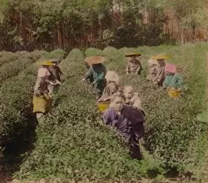 Tea Plant Gallery: Picking the famous Uji Tea near Tokyo, Japan, 1896