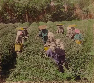 Conical Hat Prints: Picking the famous Uji Tea near Tokyo, Japan, 1896