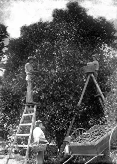 Gold Coast Prints: Picking oranges (Frederick George Walker beside cart - Upper Coomera), c1880s