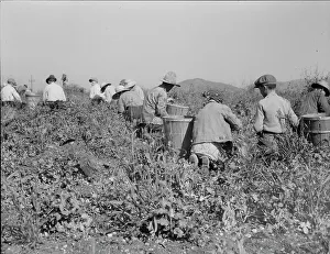 Peas Prints: Picking peas near Nipomo, California, 1937. Creator: Dorothea Lange