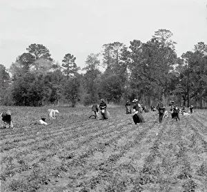 Picking Prints: Picking strawberries, Charleston, S.C. c.between 1910 and 1920. Creator: Unknown