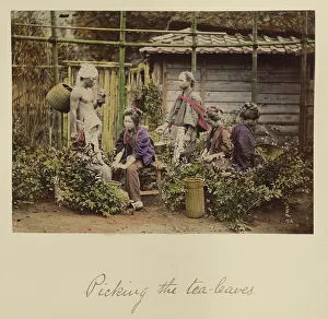 Meiji Period Prints: Picking the Tea Leaves, about 1873-1883. Creator: Shinichi Suzuki I