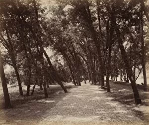 Shaded Gallery: Picnic Grounds, c. 1895. Creator: William H Rau