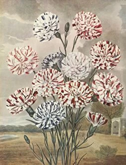 Carnation Gallery: Picotees, c1802-1821, (1948). Creator: Thomas Baxter