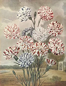 Stripe Prints: Picotees, c1802-1821, (1948). Creator: Thomas Baxter