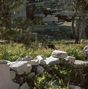 Picture of a cat in Athens