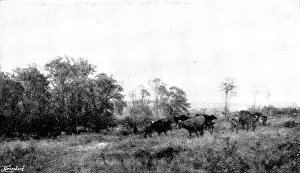 Pas De Calais Prints: Pictures from the Royal Academy; April: Forenoon in the Condette Dunes - H