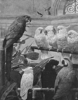 Marks Henry Stacey Prints: Pictures of the Year - V. A Select Committee