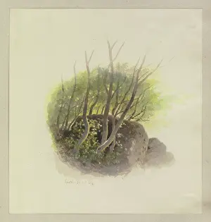 Hope Prints: Piece of a forest with a rock, 1892. Creator: Carl Theodor Reiffenstein