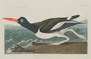 Wading Bird Gallery: Pied Oyster-Catcher, 1834. Creator: Robert Havell