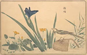 Wagtail Prints: The Pied Wagtail, 1789. Creator: Kitao Masayoshi