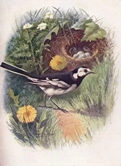 Dandelion Prints: Pied Wagtail - Motacil la lu gubris, c1910, (1910). Artist: George James Rankin