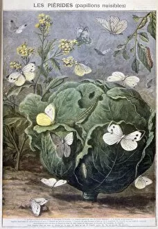 A Clement Gallery: Pierid butterflies, 1897. Artist: F Meaulle