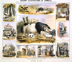 Benjamin Waterhouse Hawkins Collection: The Pig, c1850. Artist: Benjamin Waterhouse Hawkins