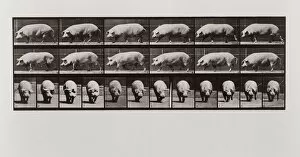 Pig walking, Plate 673 from Animal Locomotion, 1887 (photograph)