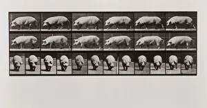 Pig walking, Plate 673 from Animal Locomotion, 1887 (photograph) Pig walking, Plate 673 from Animal Locomotion, 1887 (photograph)