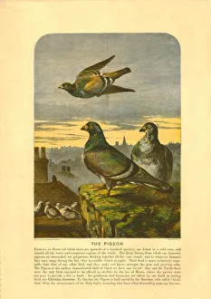 Cw Sheeres Prints: The Pigeon. Creator: C Sheeres